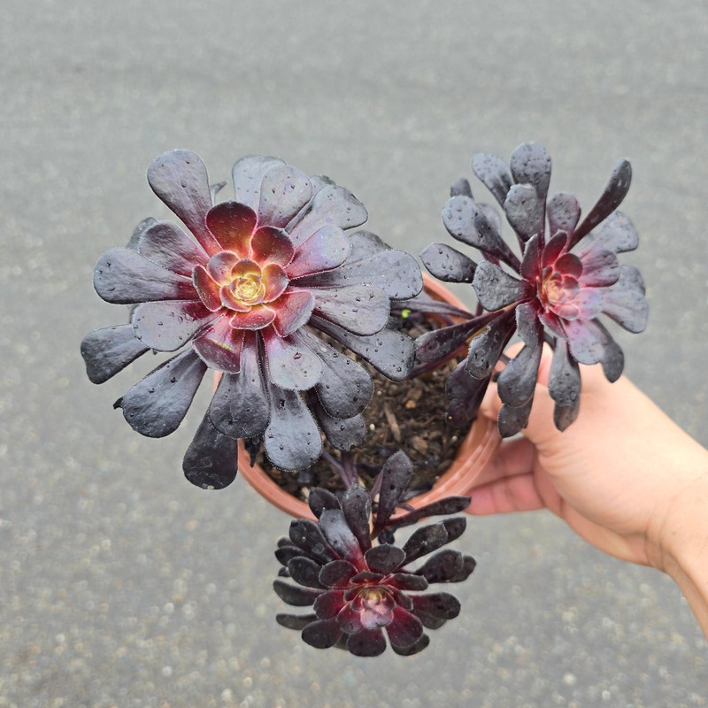 Aeonium arboreum ‘schwarzkopf’ – 6