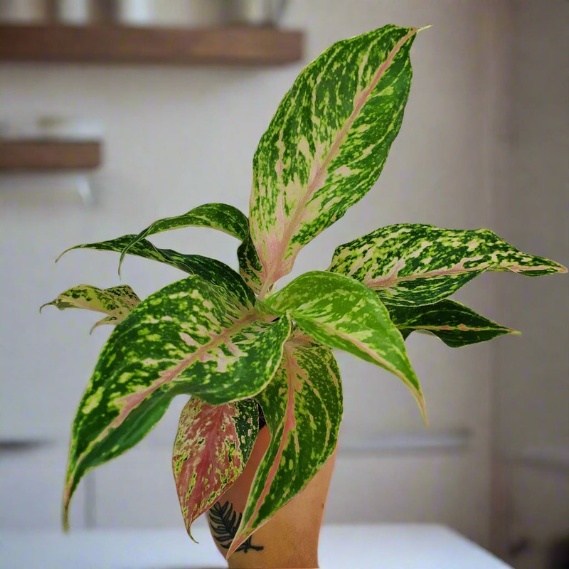 Aglaonema ‘Butterfly’ – 4|BR09C