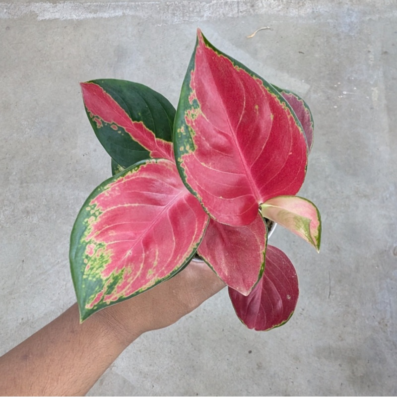 Aglaonema ‘Eastern Red’ – 4|TBD