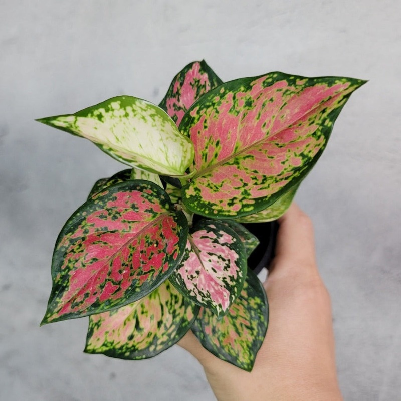 Aglaonema ‘Katrina’ – 4|BR09B|BR09B
