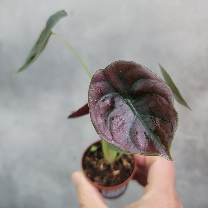 Alocasia cuprea red secret – 2