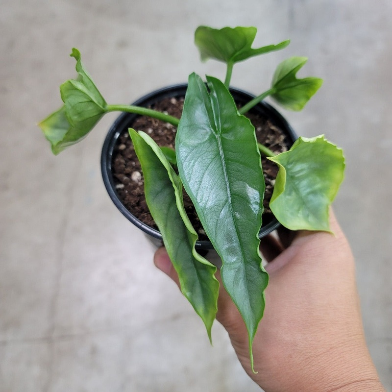 Alocasia heterophylla – 4|BR10C