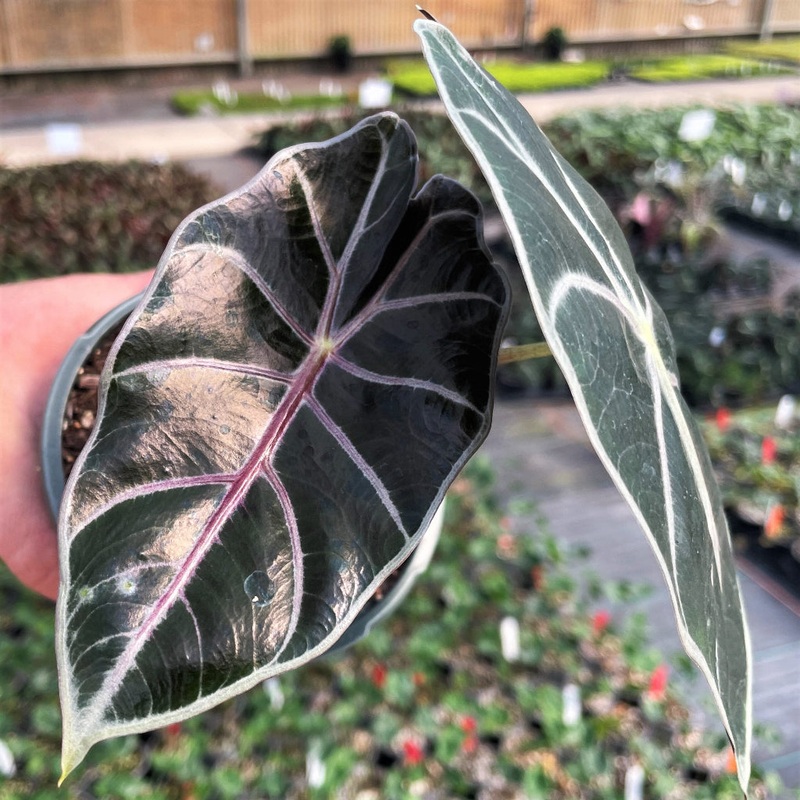 Alocasia longiloba ‘Watsoniana Red Vein’ – 2