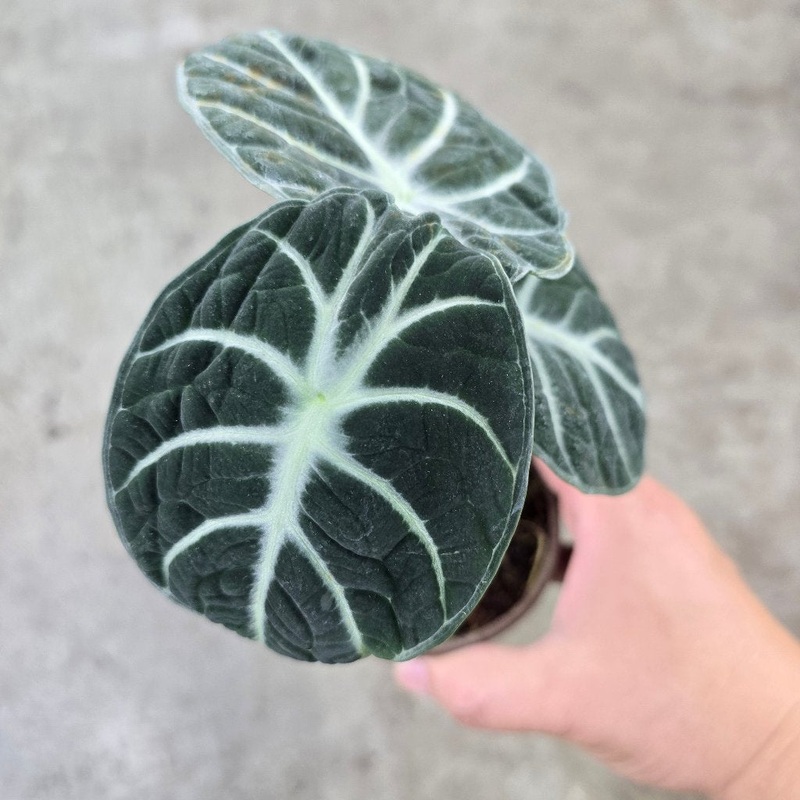 Alocasia ‘Ninja’ – 4|TBD|TBD