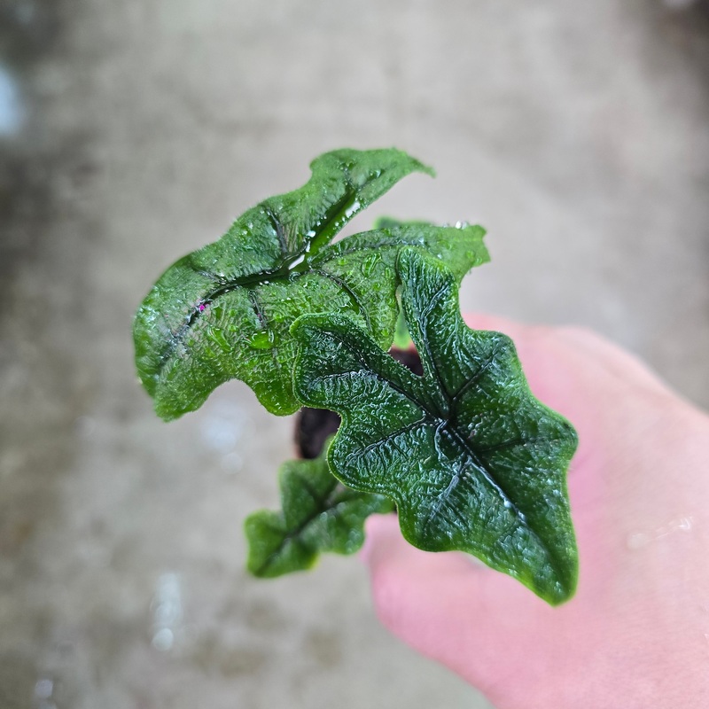 Alocasia sulawesi ‘Jacklyn’ – 2 (green)