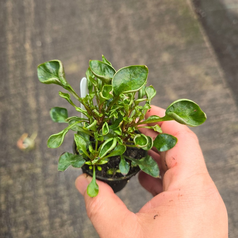 Alternanthera ficoidea ‘Krinkle Red’ – 2
