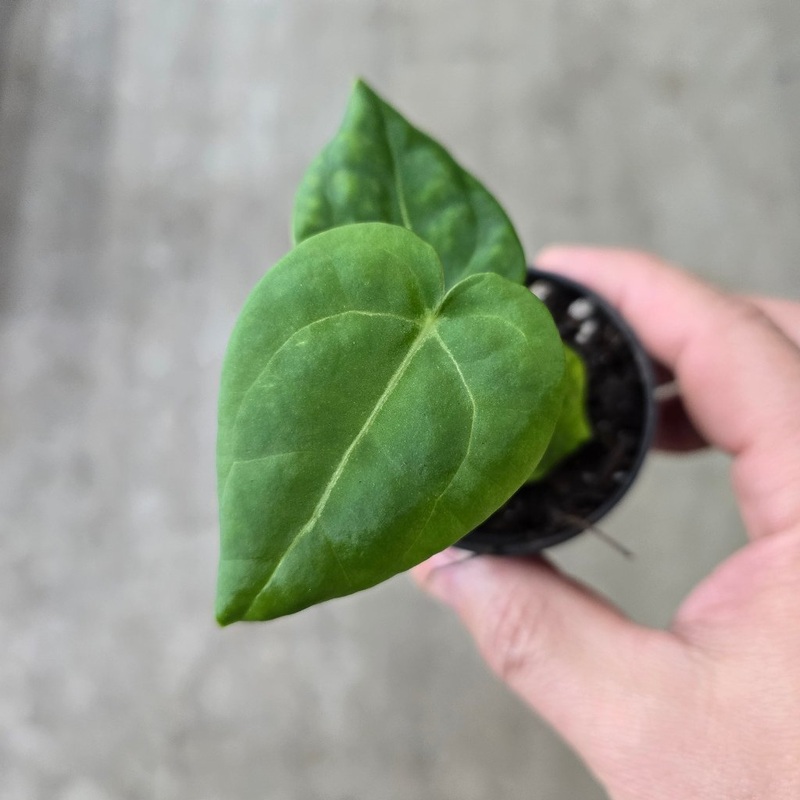 Anthurium ‘Ace of Spades’ – 2|BR14A