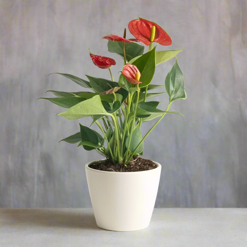 Anthurium andreanum – assorted 12