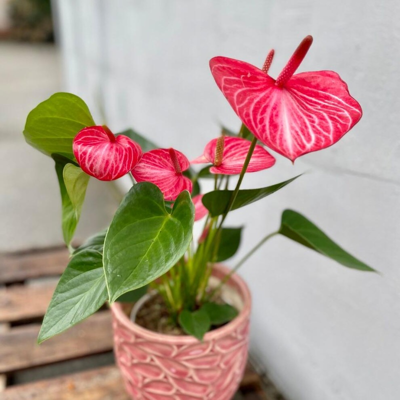 Anthurium andreanum ‘Livium Ruby’ – 4