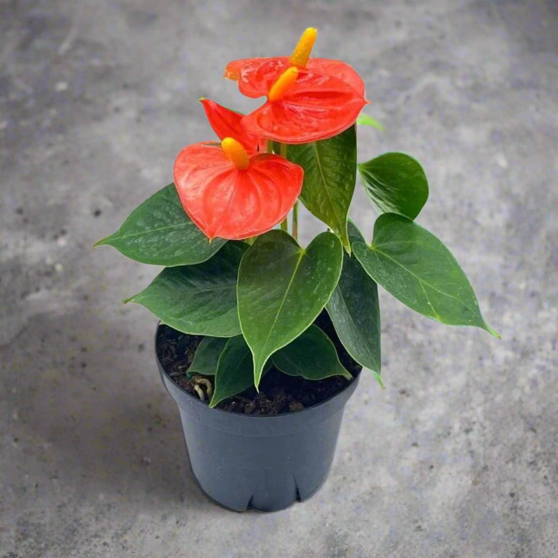 Anthurium andreanum – orange – 4