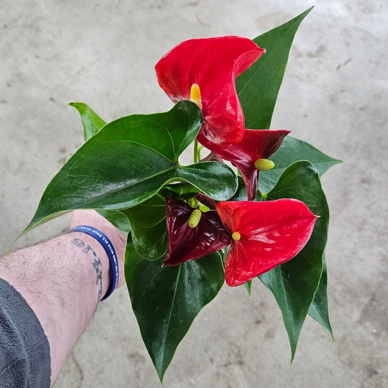 Anthurium andreanum – red – 4|BR14D