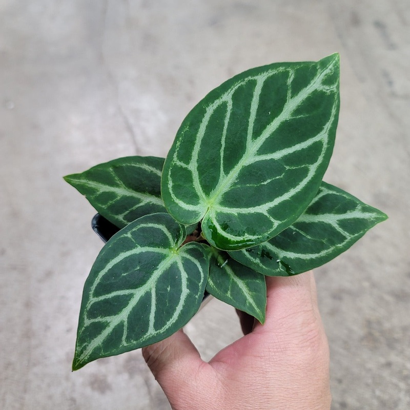 Anthurium dorayaki green – 4|BR15C