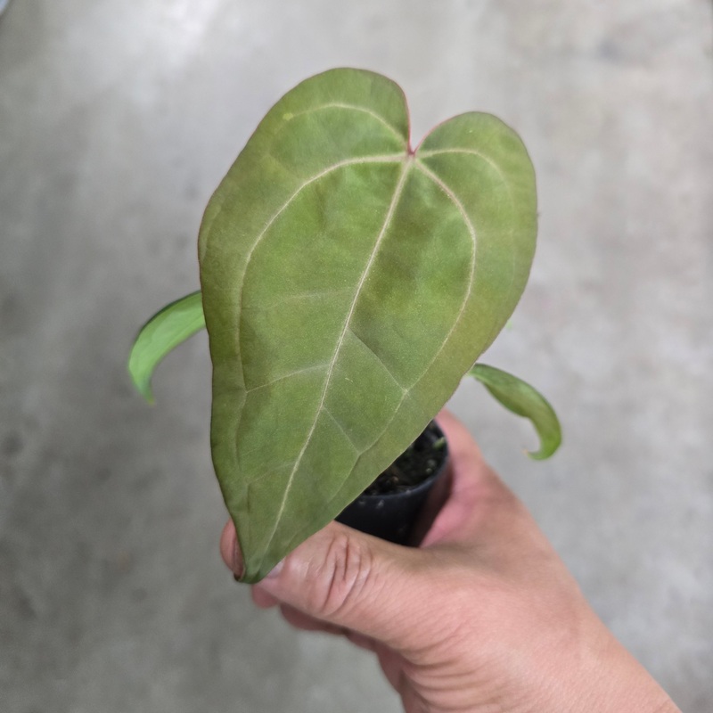 Anthurium dressleri X HU|BR16C