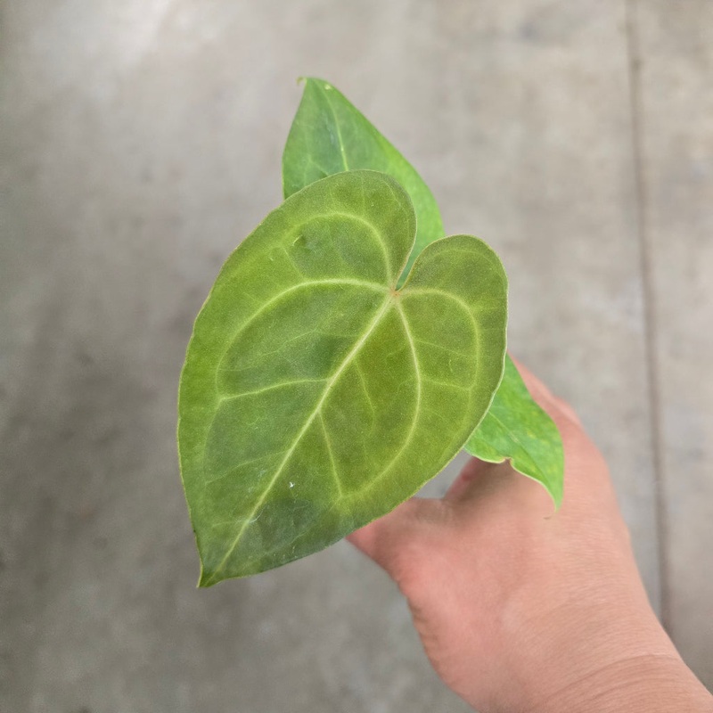 Anthurium hoffmannii X – 2|TBD