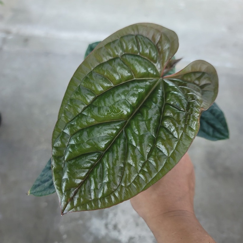 Anthurium radicans x luxurians – 4