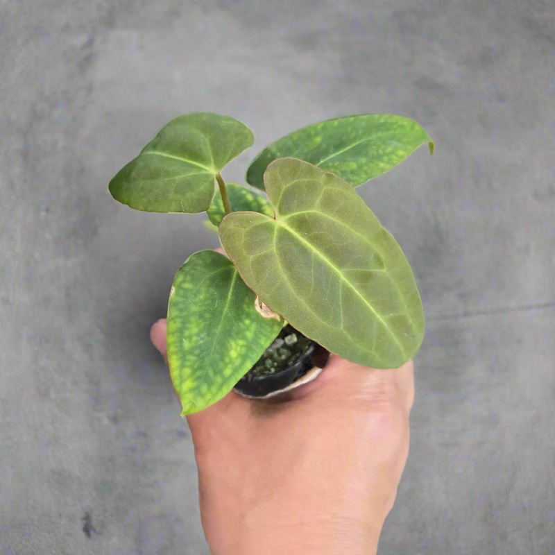 Anthurium ‘Red Gungsal’ – 2|BR14B