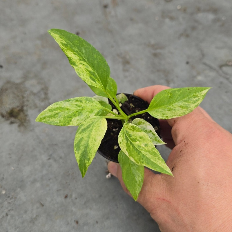 Anthurium vittarifolium variegated – 2