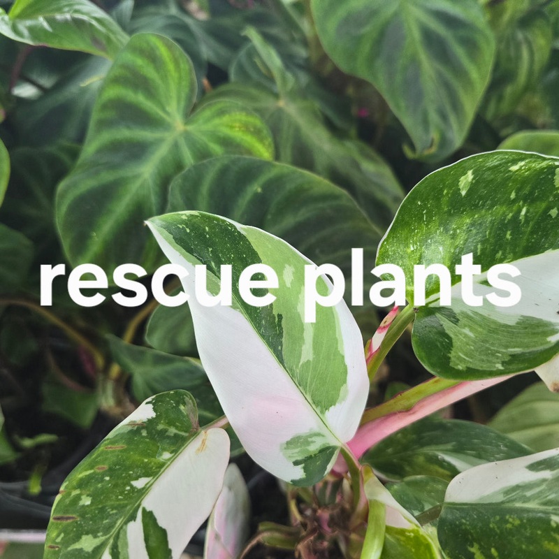 Aroids Assorted – 4 (rescue)|SR (Center Rack)