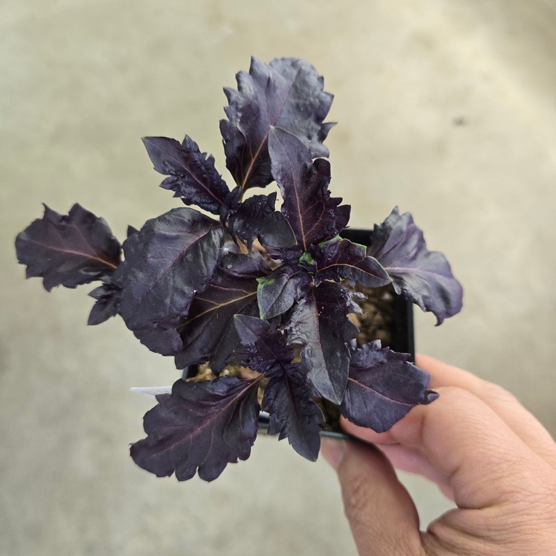 Basil – Purple Ruffles|OS|OS