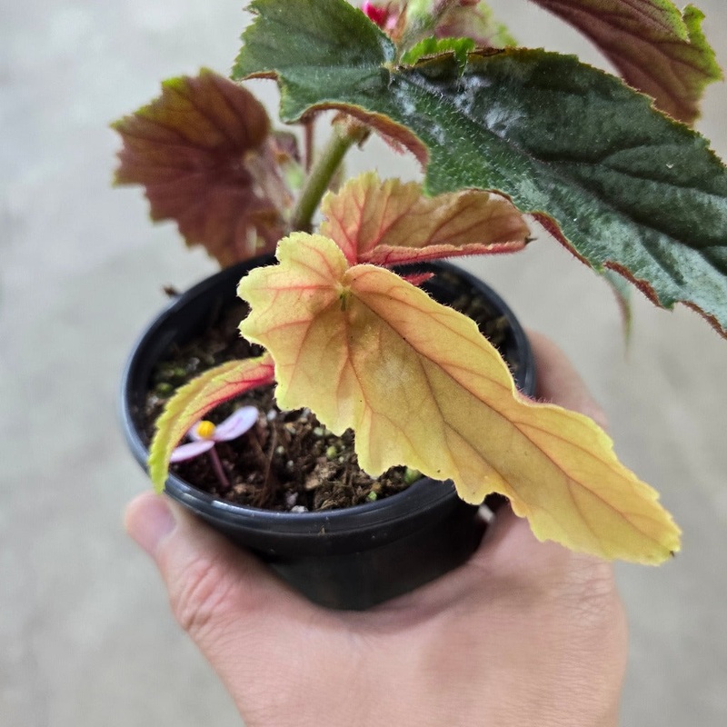Begonia ‘Ginny Galaxy’ – 4|CASE