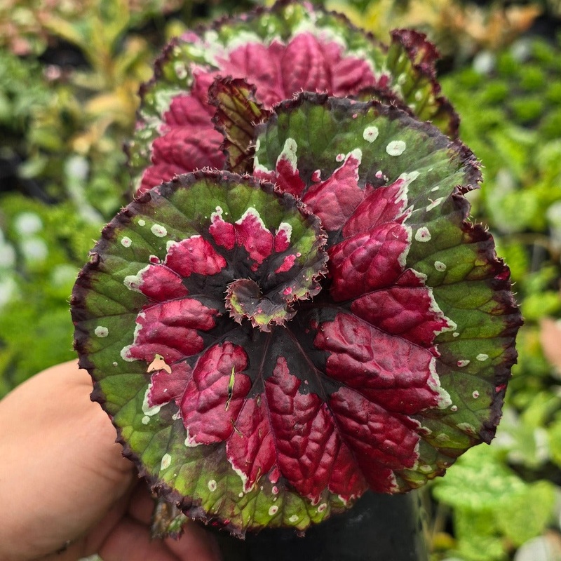 Begonia Macarena – 4|BR16B|BR16B