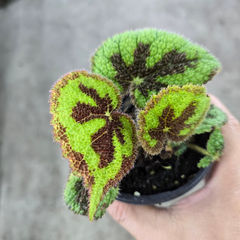 Begonia masoniana – 4|BR16C|BR16C