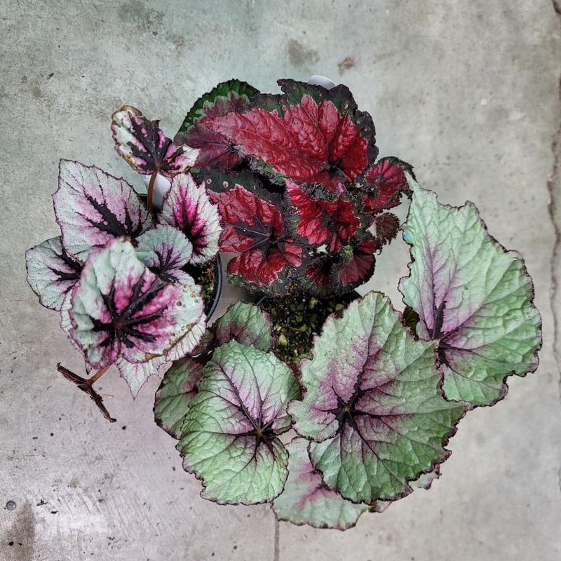 Begonia Rex Assorted – 4|BR16C