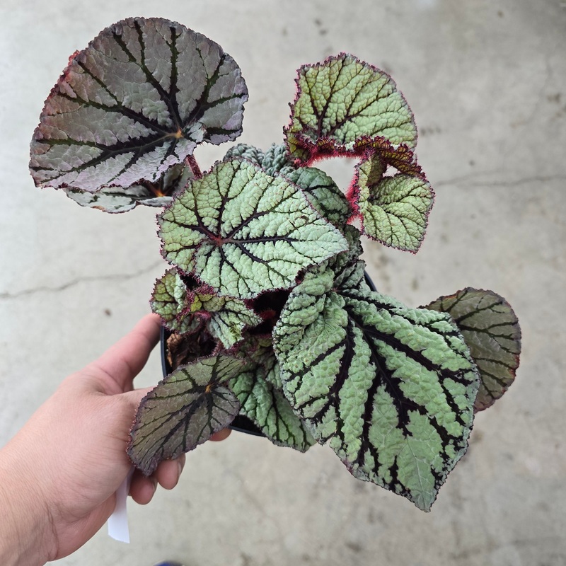 Begonia Rex Assorted – 6|TBD|TBD