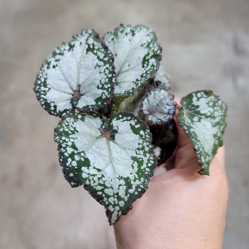 Begonia Rex – Asst (2.5)|CL3C|CL3C