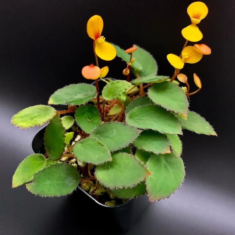 Begonia vankerckhvovenii – 2 cup