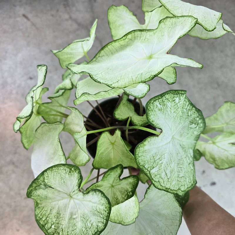 Caladium assorted – 6|BR01C|BR01C