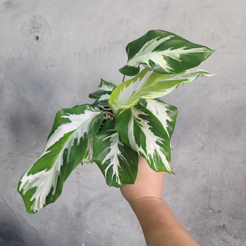 Calathea ‘Stella’ – 4|BR04C|BR04C