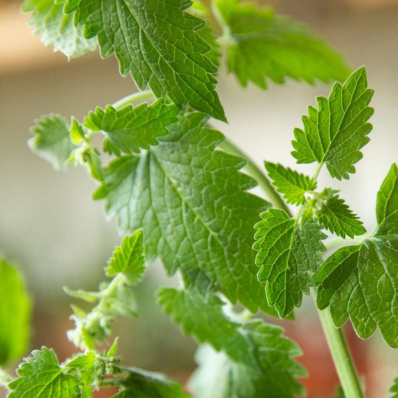 Catnip – 3.5|OS|OS