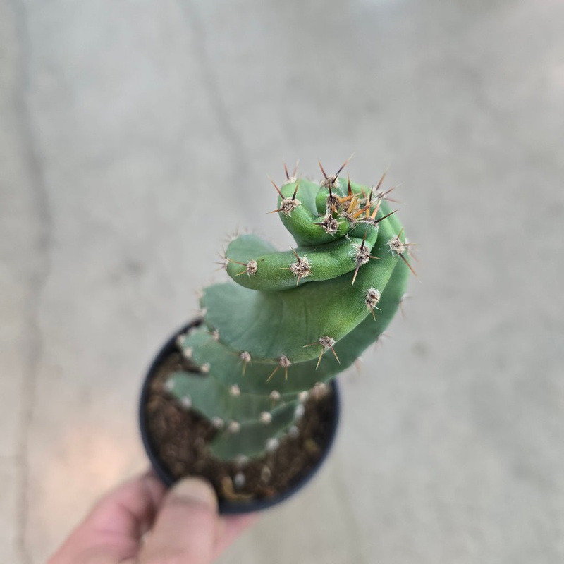 Cereus forbesii ‘Spiralis’ – 4