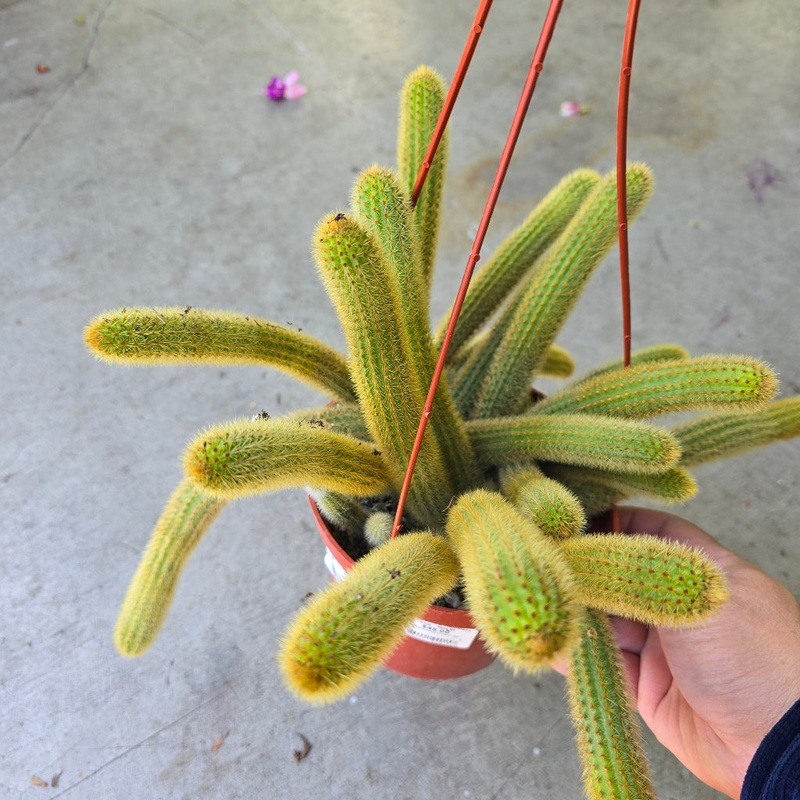 Cleistocactus winteri –  6 HB|R4T
