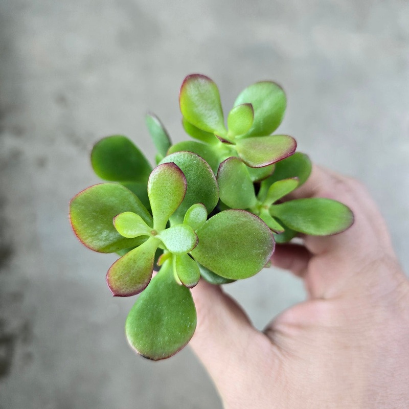 Crassula ovata ‘Crosby’s Compact’ – rojo – 2