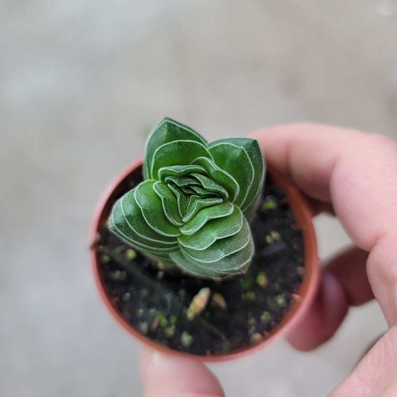 Crassula pyramidalis ‘Buddha’s Temple’ – 2