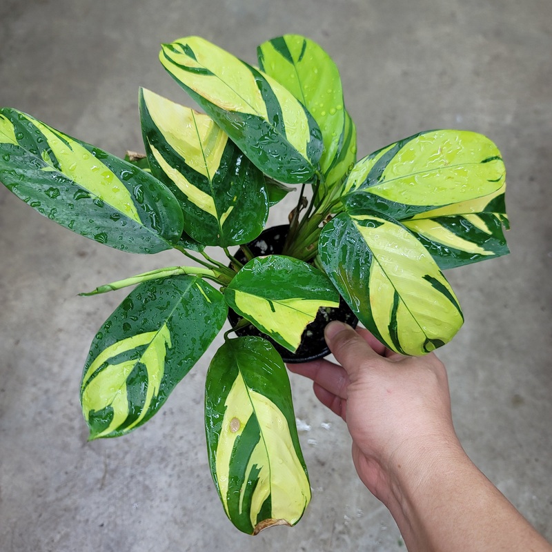 Ctenanthe lubbersiana ‘Golden Mosaic’ – 12