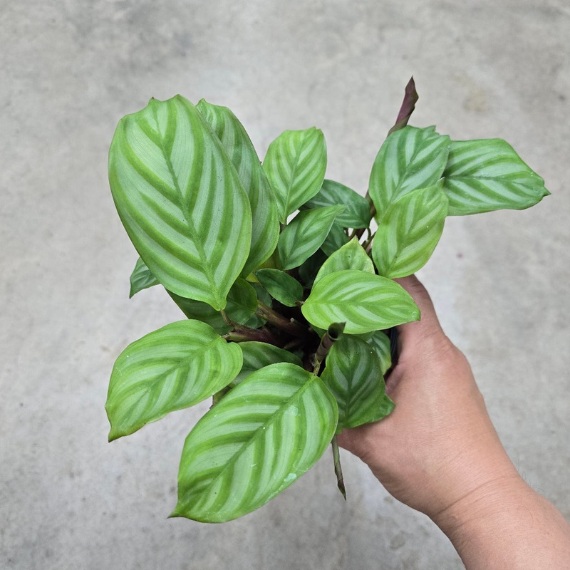 Ctenanthe oppenheimiana – 4|BR05C