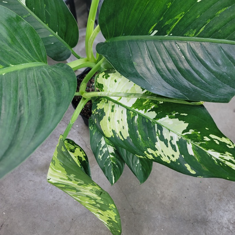 Dieffenbachia ‘Puerto Rico’ – 8