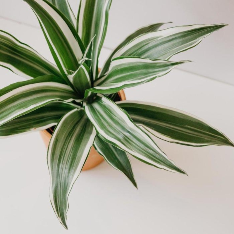 Dracaena warneckii – 12|FLOOR|FLOOR