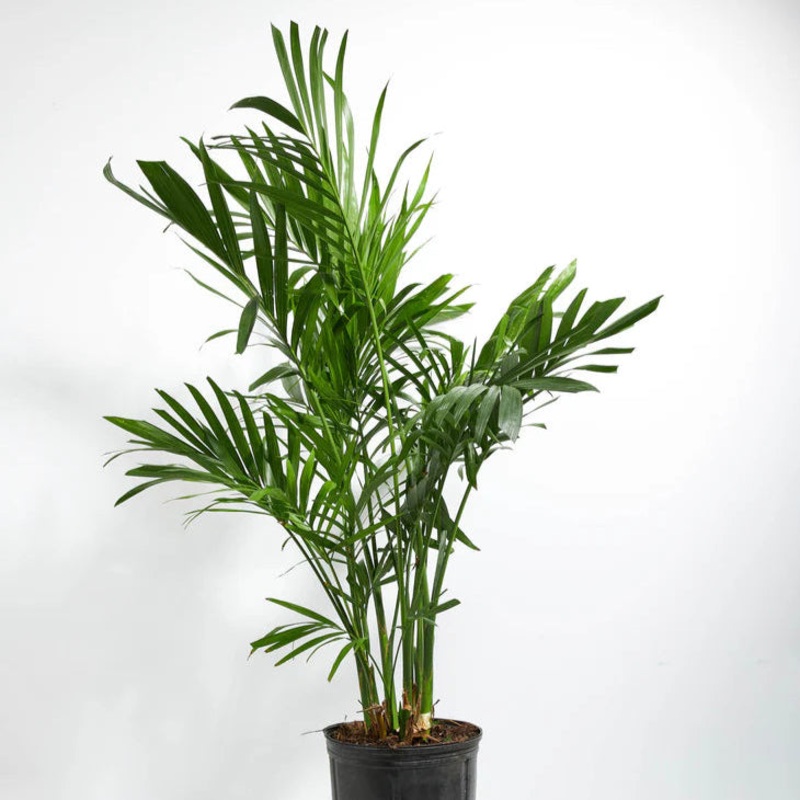 Dypsis lutescens -12|FLOOR|FLOOR
