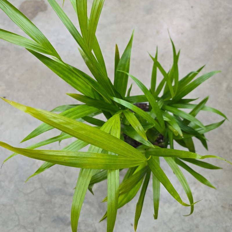 Dypsis lutescens – 6|TBD|TBD