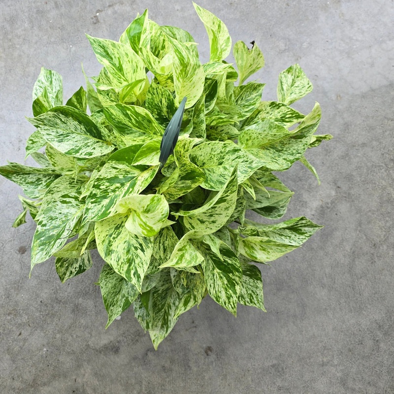 Epipremnum aurea ‘Snow Queen’ – 8