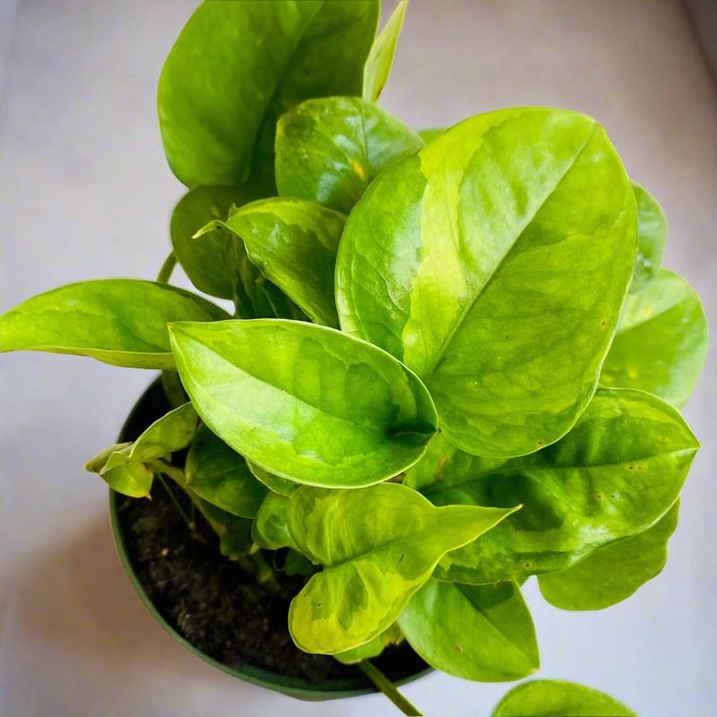 Epipremnum aureum ‘Emerald’ – 4
