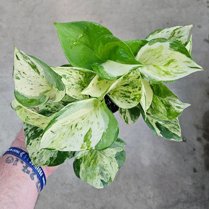 Epipremnum aureum ‘Manjula Compacta’ – 4