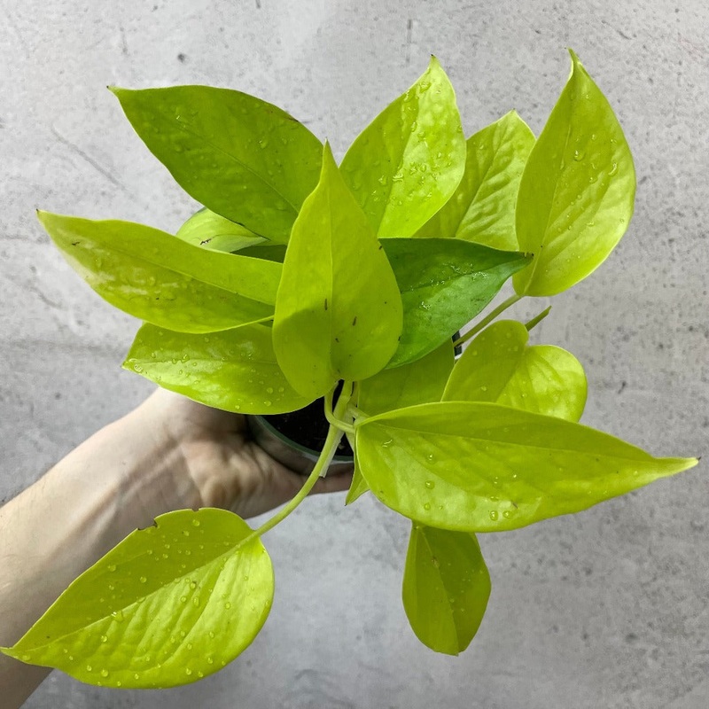 Epipremnum aureum ‘Neon’ – 4 (rescue)