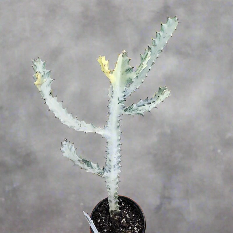 Euphorbia lactea ‘White  Ghost’ – 4