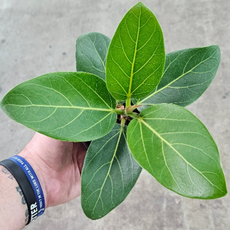 Ficus audrey – 12|FLOOR|FLOOR
