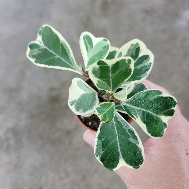 Ficus triangularis variegata – 12